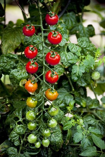Tomatito jalapa rote - de,