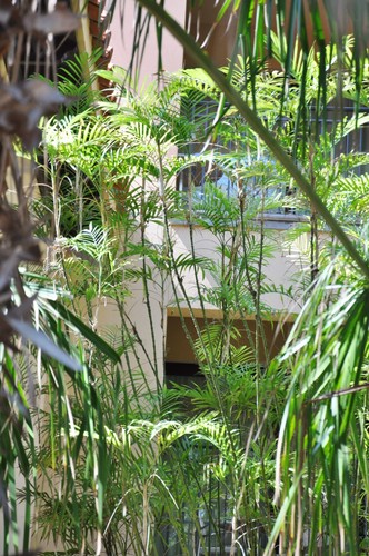 Chamaedorea radicalis - 🌴,