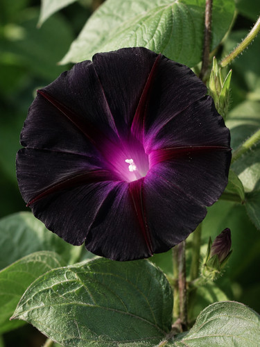 Ipomoea purpurea kniola - purpurea, kniola's