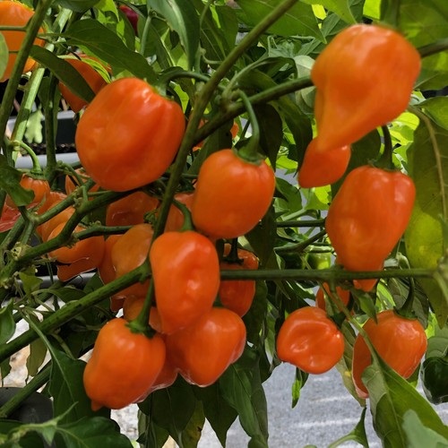 Habanero mexican orange - mexican,