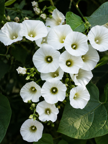 Rivea corymbosa - (turbina),